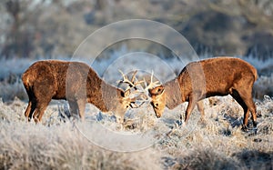 Red deer stags fighting in winter