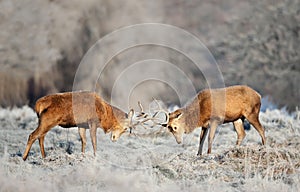 Red deer stags fighting in winter