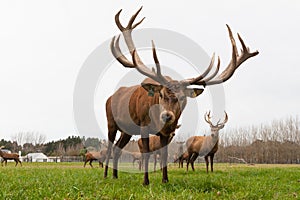 Red deer stags herd grazing on meadow