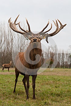 Red deer stags herd on meadow