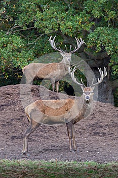 Red Deer Stags photo