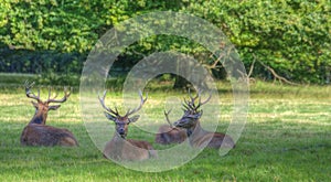 Red deer stags relaxing in Summer evening