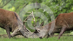 Red Deer Stags rutting