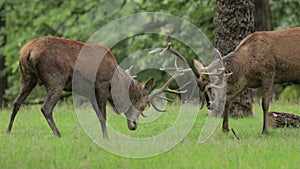 Red Deer Stags rutting