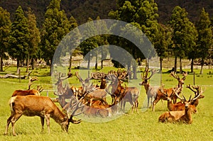 Red deer stags in velvet