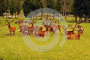Red deer stags in velvet