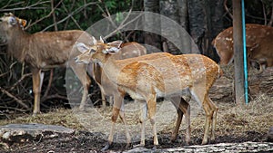 Red Deer stand cleaning hair together