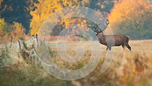 red deer standing behind the fence on dry field in autumn