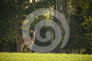 Red deer standing on grass in front of forest in summer