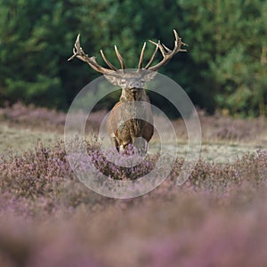 Red deer in nice sunlight during mating season