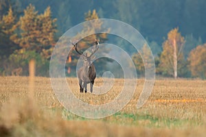 Red deer standing on a stubble field early in the morning and looking around with copy space.