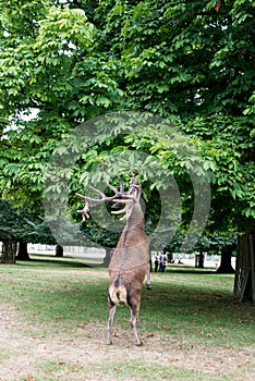 Red deer standing up on two feet eating from tree
