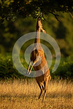 Red deer stands browsing on hind legs