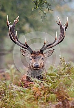 Red Deer staring over the bracken in the Countryside