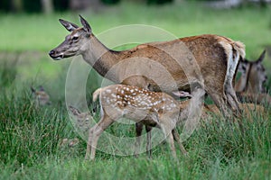 Red deer suckle her calf