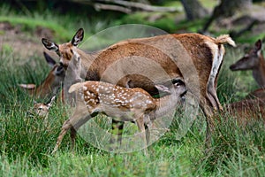 Red deer suckle her calf