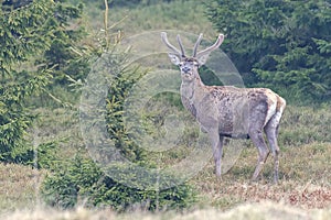 Red deer take a rest in the evenig