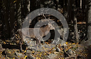 A Red deer walking in the forest in autumn in Canada