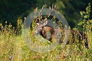 Red deer walking in lush vegetation in autumn nature