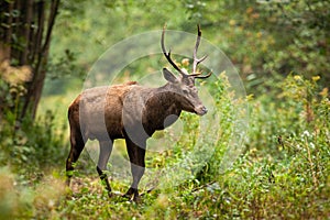 Red deer walking in riparian forest in autumn nature