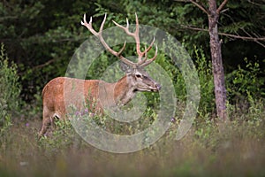 Red deer walking in vivid forest in summertime nature