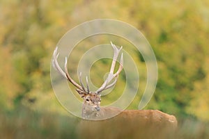 A red deer walks in the forest