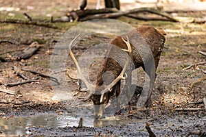 A red deer walks in the forest