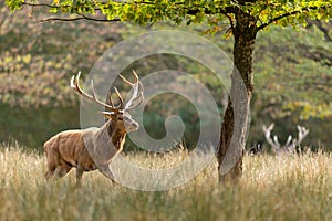 A red deer walks in the forest