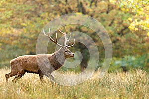 A red deer walks in the forest