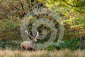 A red deer walks in the forest