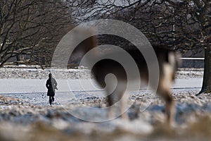 Red deer watches photographer in snowy park