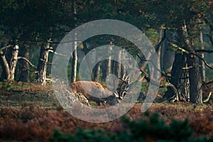 Red deer in water pond, rutting season, Hoge Veluwe, Netherlands. Deer stag, bellow majestic powerful adult animal outside wood.