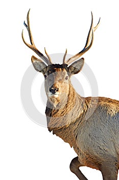 The red deer on a white background.