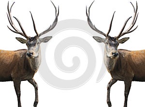 Red deer on a white background. Adult male red deer (stag or hart) looking into the frame, isolated on white background