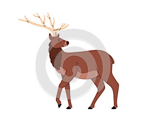 Red deer, wild horned animal. European forest herbivorous mammal with antlers. Stag profile, standing, looking back