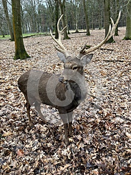 A red deer in Wildpark Gangelt