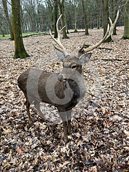A red deer in Wildpark Gangelt photo