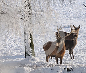 Red-deer in winter