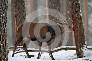 Red-deer in a winter Forest