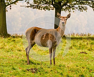 Red deer woodland