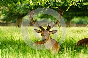 Red deer (Cervus elaphus) reasting in shade in spring in England