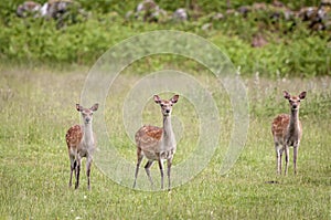 Red Deer yearling
