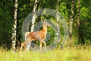 Red deer youngster in a glade