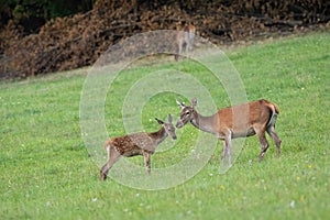 Red deer youngster standing close to its mother on a green meadow in summer