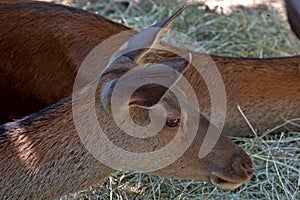 Red deer, Szarvas, Hungary