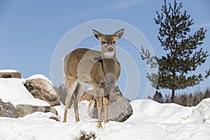 A red deern a winter scene