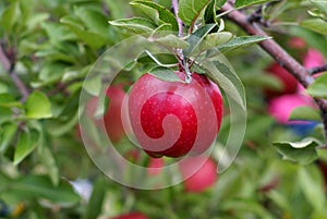 Red delicious apple photo