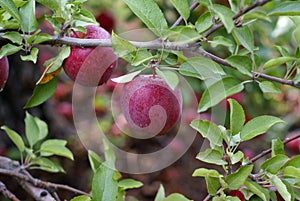 Red delicious apple