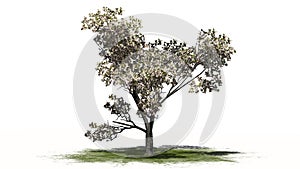 Red delicious apple tree in the spring