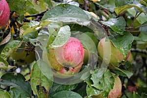 Red delicious apple with water drops. Shiny delicious apples hanging from a tree branch in an apple orchard